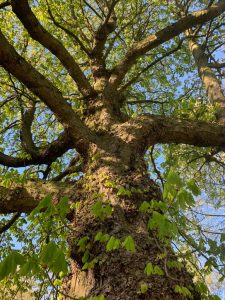 Fortbildung Heilpraktikerin für Psychotherapie